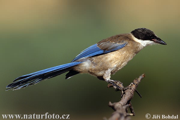 Pega-azul