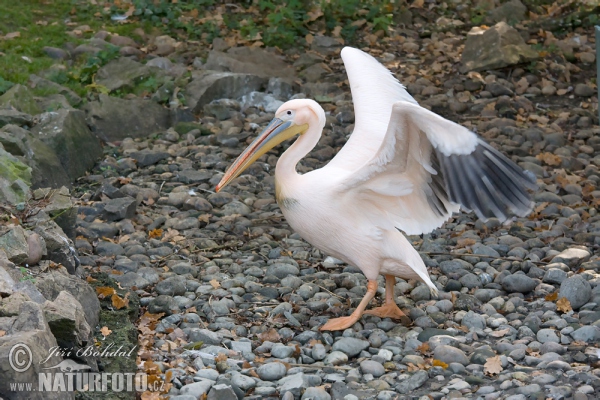 Pelecanus onocrotalus