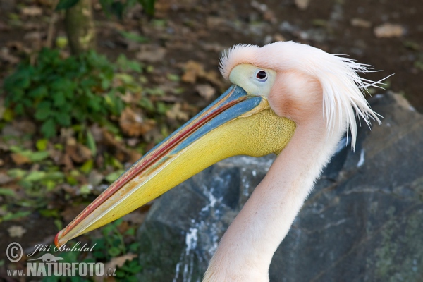 Pelecanus onocrotalus