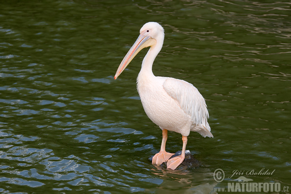 Pellicano bianco