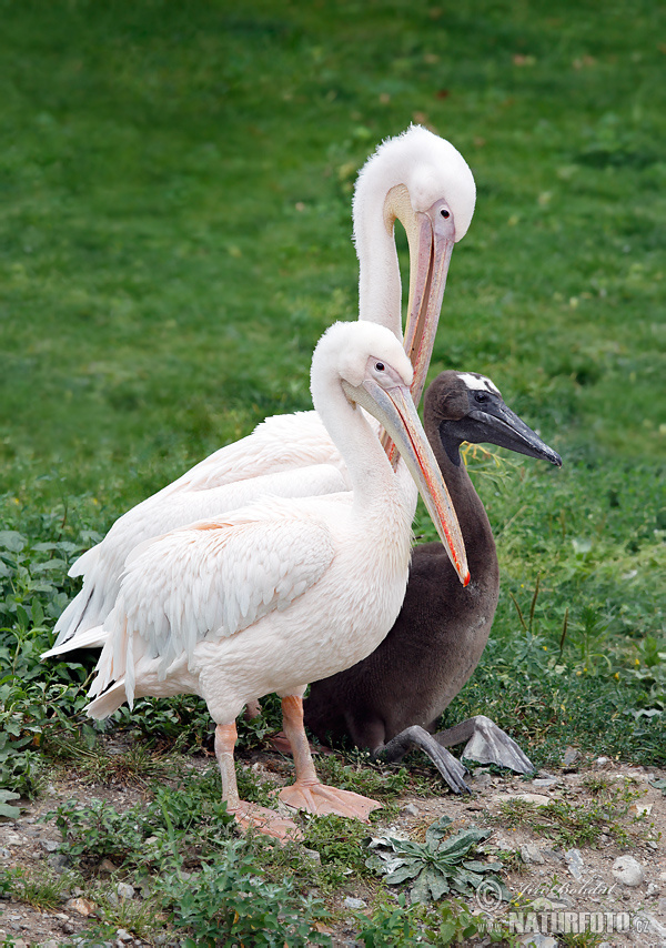 Pellicano bianco