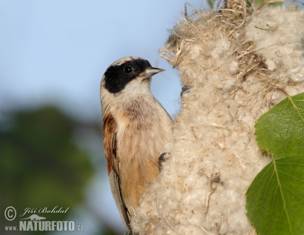 Penduline Tit (Remiz pendulinus)