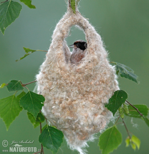 Penduline Tit (Remiz pendulinus)