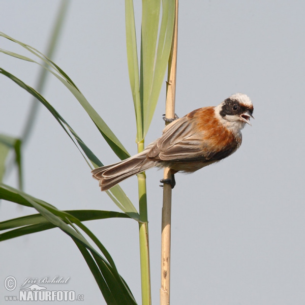 Penduline Tit (Remiz pendulinus)