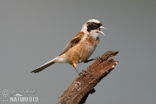 Penduline Tit (Remiz pendulinus)