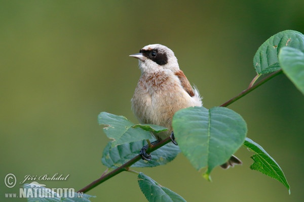 Penduline Tit (Remiz pendulinus)