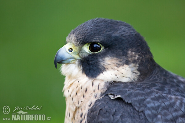 Peregrine (Falco peregrinus)