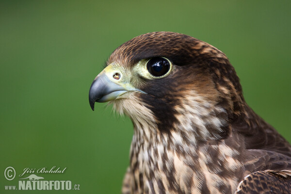 Peregrine (Falco peregrinus)