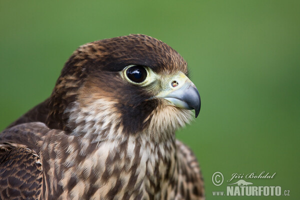 Peregrine (Falco peregrinus)