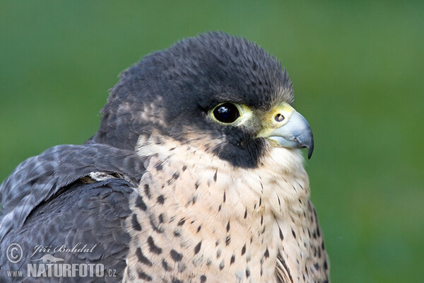 Peregrine (Falco peregrinus)