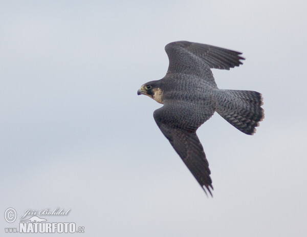 Peregrine (Falco peregrinus)
