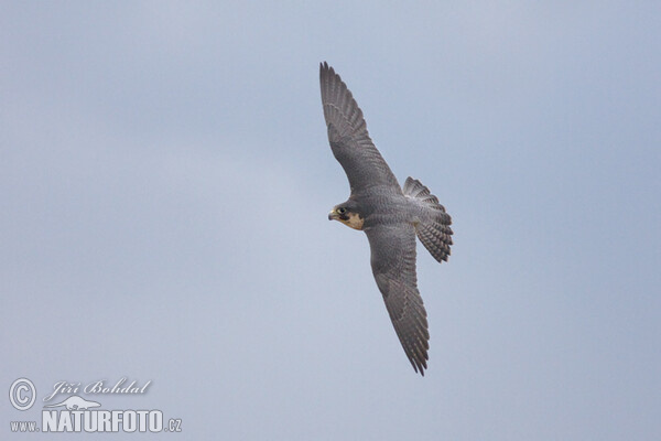 Peregrine (Falco peregrinus)