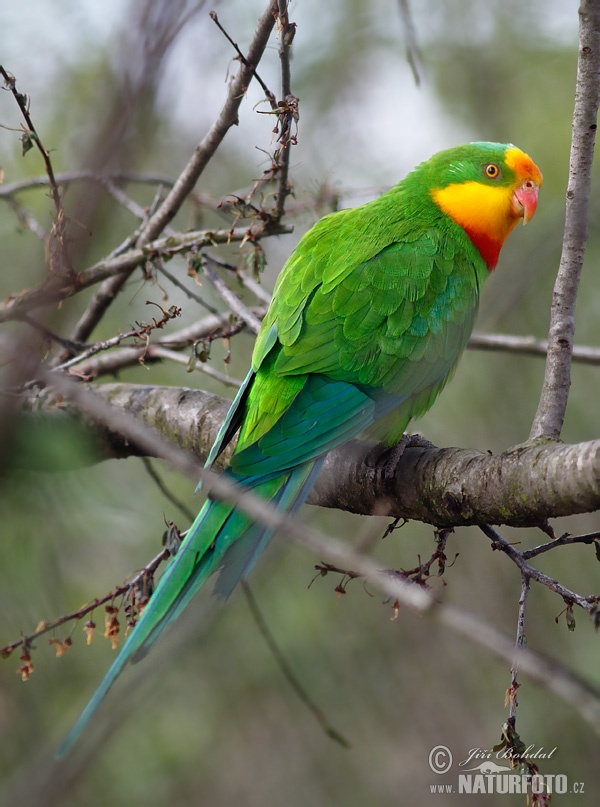 Perico soberbio