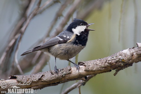 Periparus ater