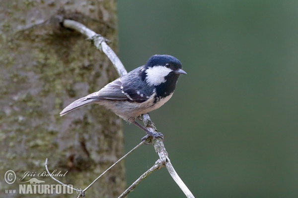 Periparus ater