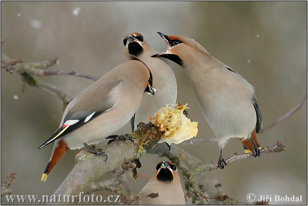 Pestvogel