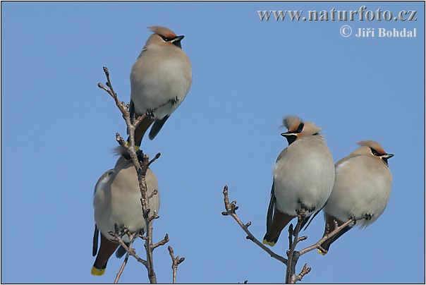 Pestvogel