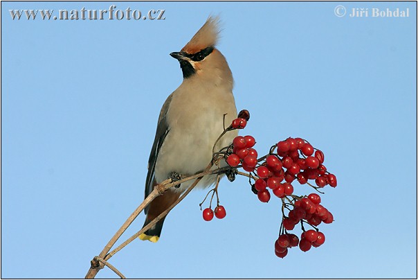 Pestvogel