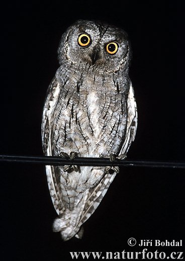 Petit-duc scops