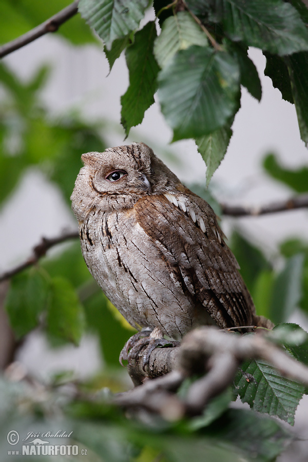 Petit-duc scops