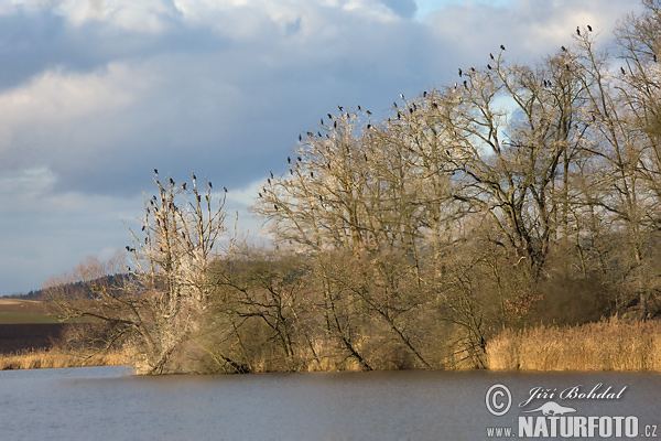 Phalacrocorax carbo