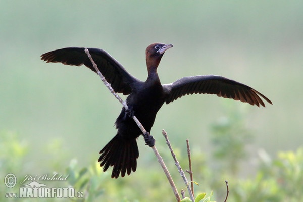 Phalacrocorax pygmaeus