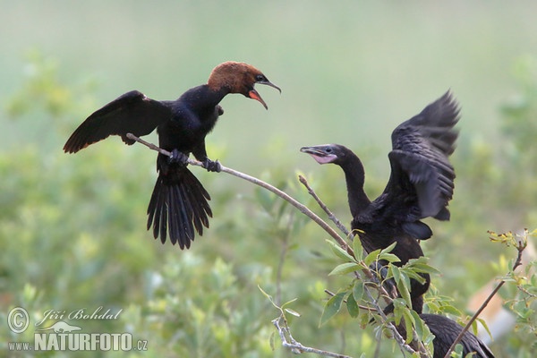 Phalacrocorax pygmaeus