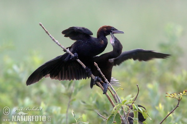 Phalacrocorax pygmeus