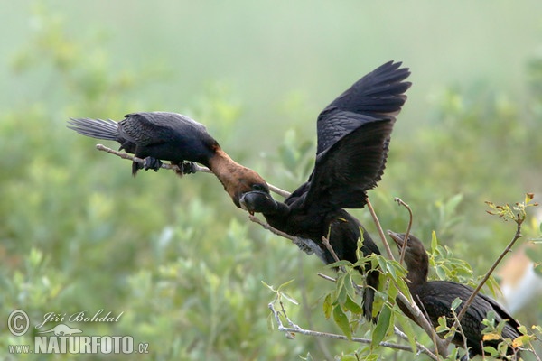 Phalacrocorax pygmeus