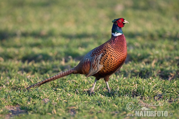 Phasianus colchicus