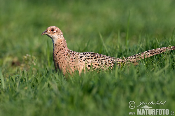 Phasianus colchicus