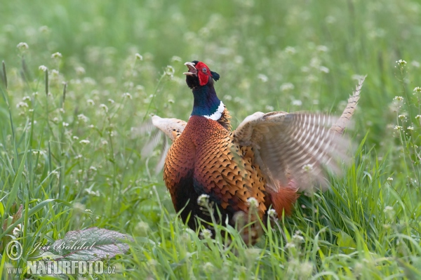 Pheasant (Phasianus colchicus)