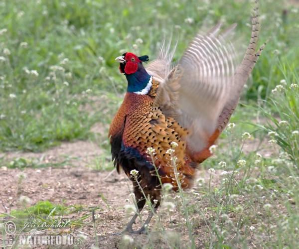 Pheasant (Phasianus colchicus)