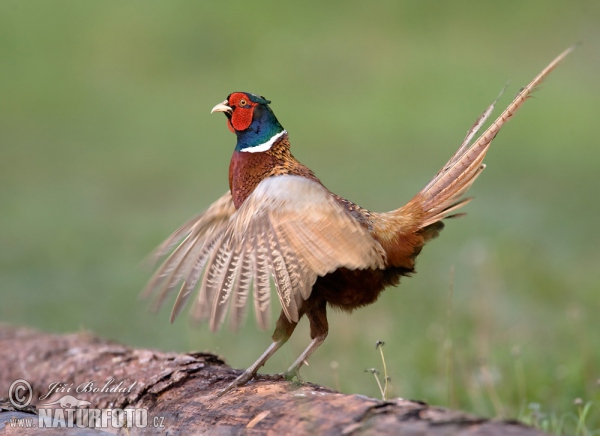 Pheasant (Phasianus colchicus)