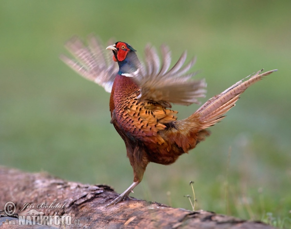 Pheasant (Phasianus colchicus)