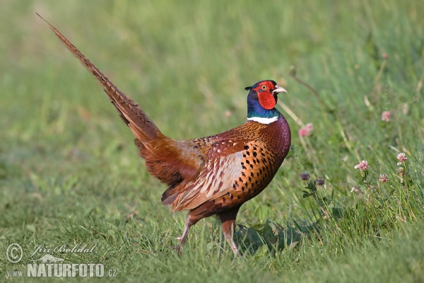 Pheasant (Phasianus colchicus)