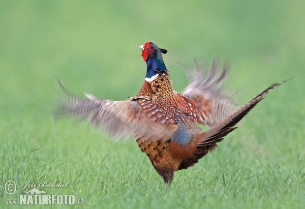 Pheasant (Phasianus colchicus)