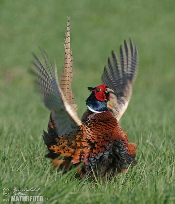 Pheasant (Phasianus colchicus)