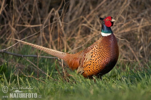 Pheasant (Phasianus colchicus)