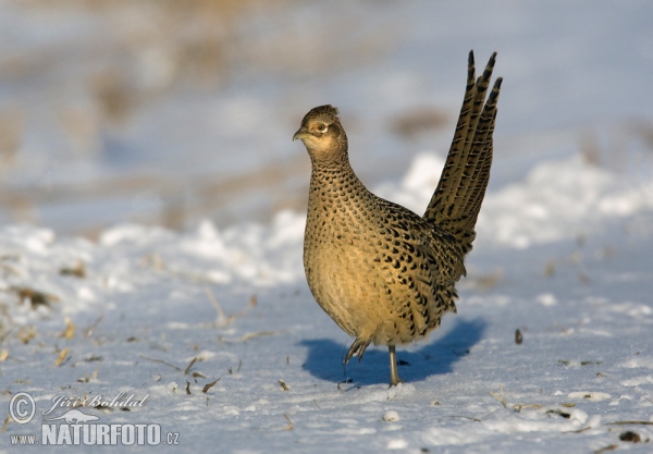 Pheasant (Phasianus colchicus)