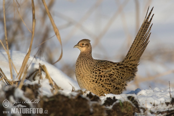 Pheasant (Phasianus colchicus)