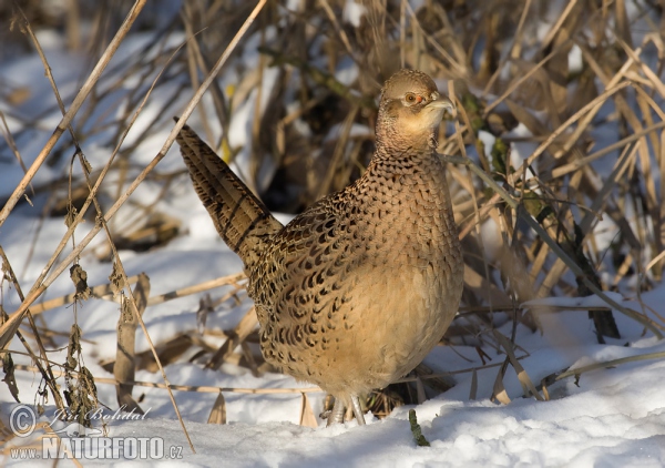 Pheasant (Phasianus colchicus)