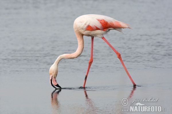 Phoenicopterus roseus