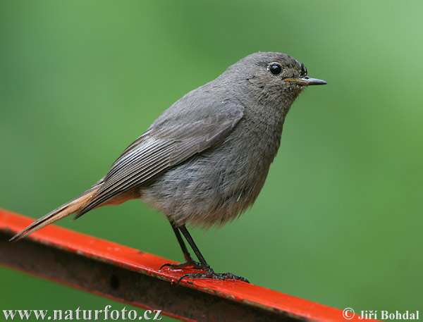 Phoenicurus ochruros