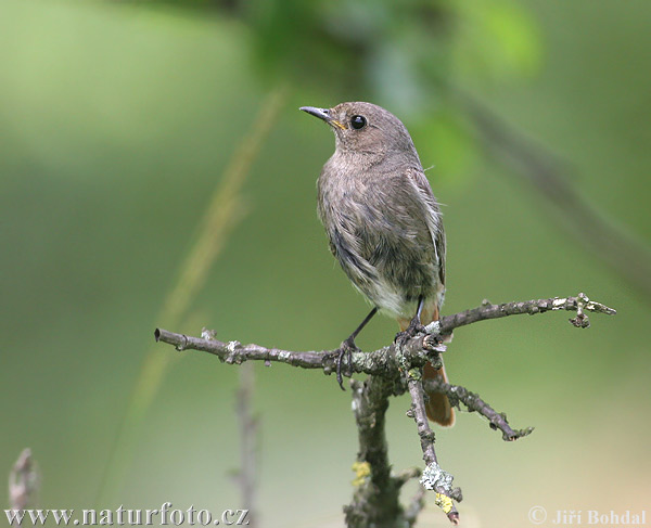 Phoenicurus ochruros