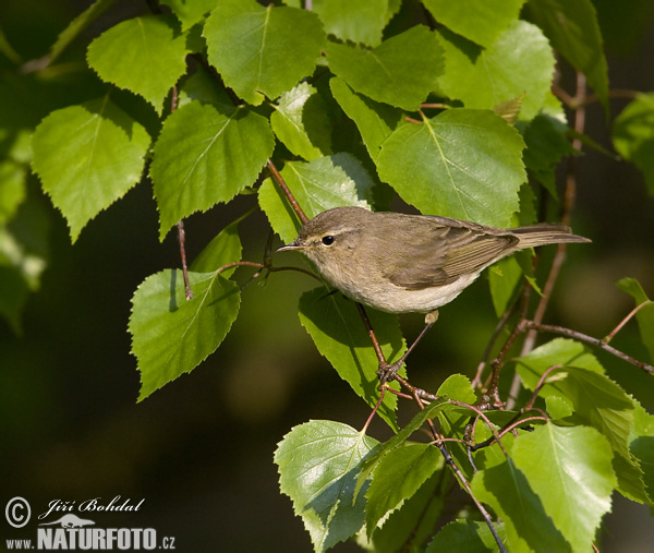 Phylloscopus collybita