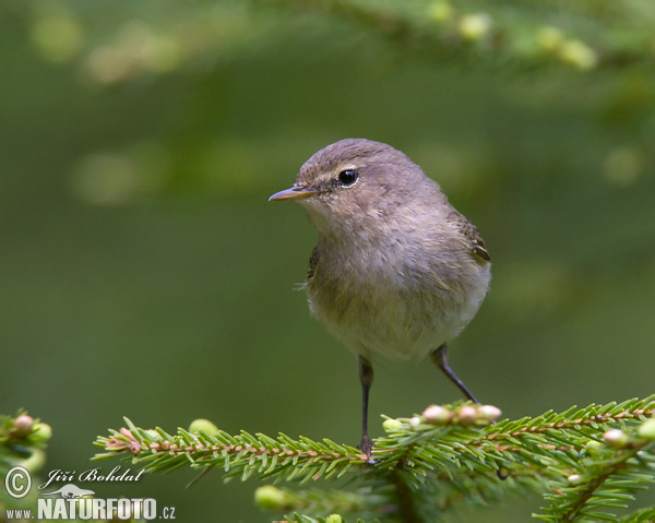 Phylloscopus collybita