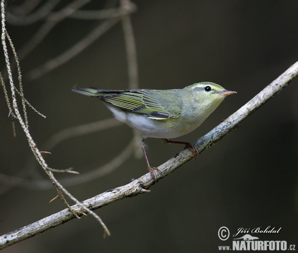 Phylloscopus sibilatrix