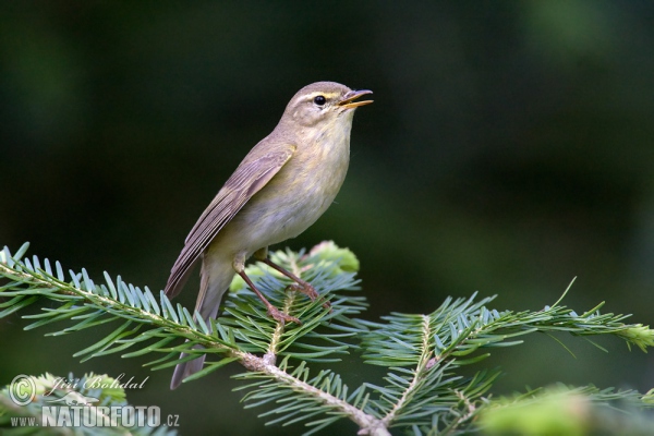 Phylloscopus trochilus