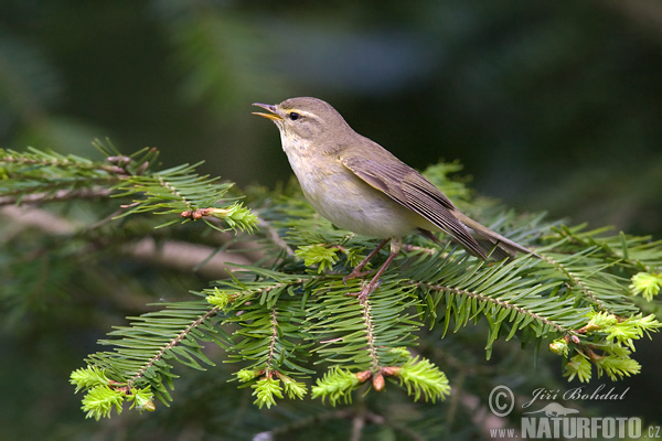 Phylloscopus trochilus